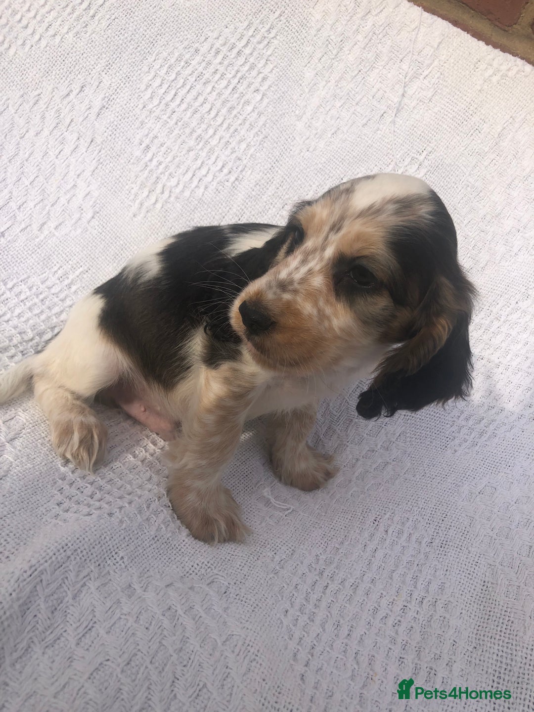 Cocker Spaniel dogs for sale: Cocker Spaniel Puppies for sale  - Image 5
