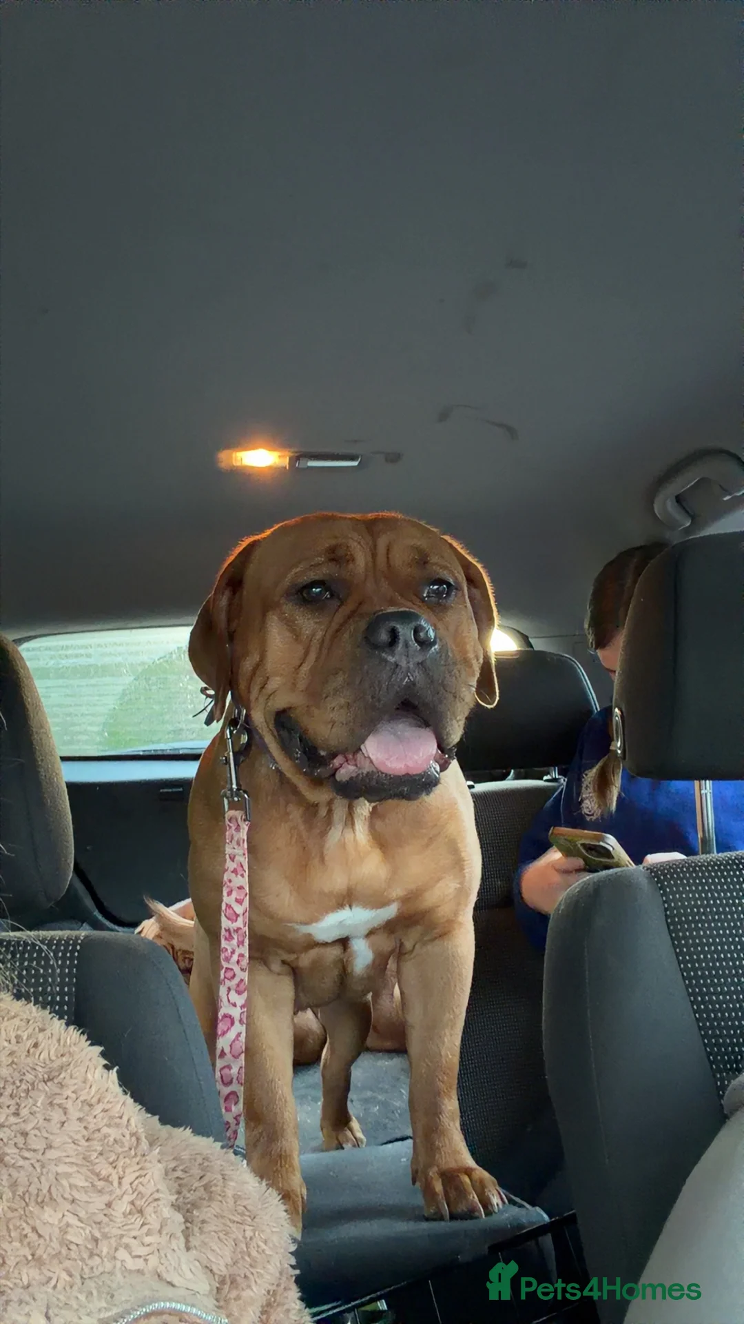 Dogue De Bordeaux dogs for sale: Douge de bordeaux - Advert 1