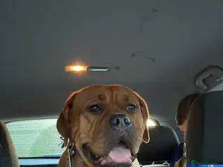 Dogue De Bordeaux dogs Douge de bordeaux - Advert 1