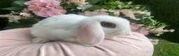 Mini Lop rabbits for sale: Mini lop  ready now - Advert 2