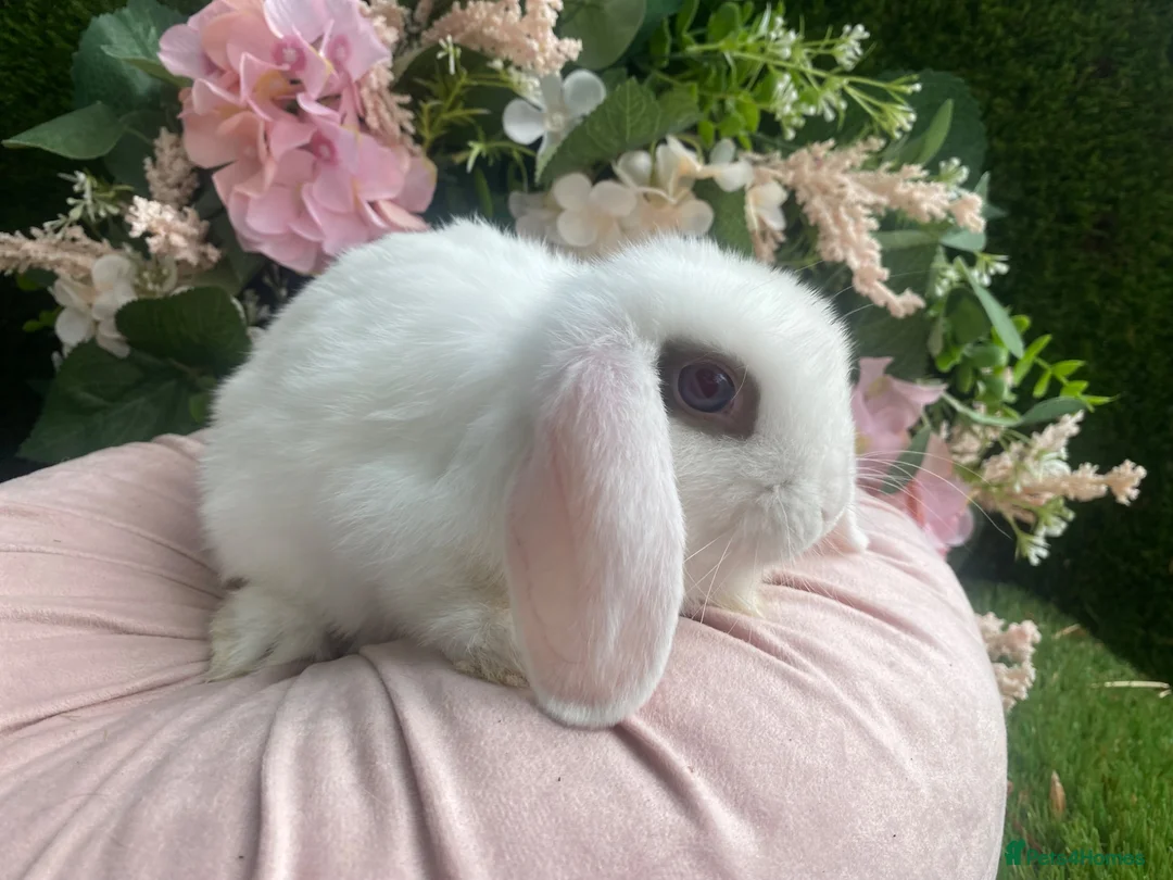 Mini Lop rabbits for sale: Mini lop  ready now - Advert 2