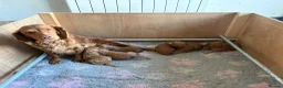 Cockapoo dogs for sale: Fox red cockerpoos  in Newtown - Advert 18