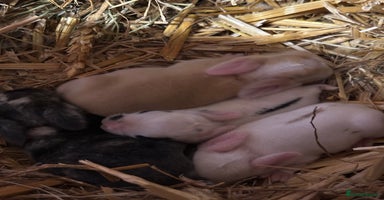 Mini Lop rabbits - Advert 10
