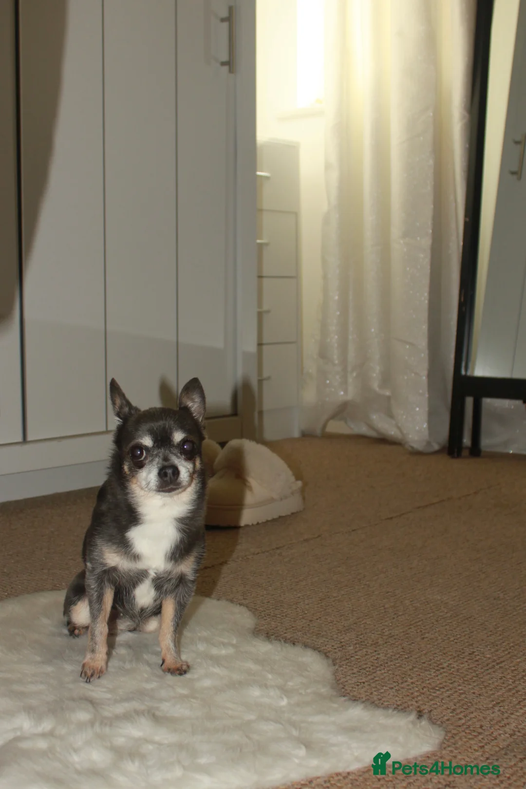 Chihuahua dogs for sale: Two Chihuahua Females  - Advert 2