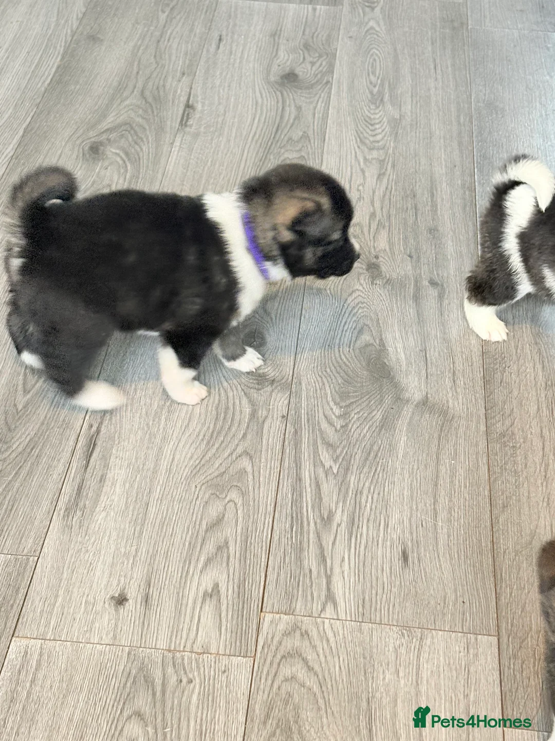 Akita dogs for sale: Akita pups March 12th ready to view  - Advert 11
