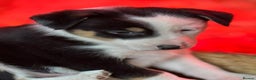 Border Collie dogs for sale: Gorgeous Collie Pups Mum ISDS Reg by Derwen Doug - Advert 13