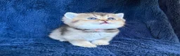 Scottish Fold cats for sale: Beautiful Scottish Fold & Straight Kittens - Advert 22