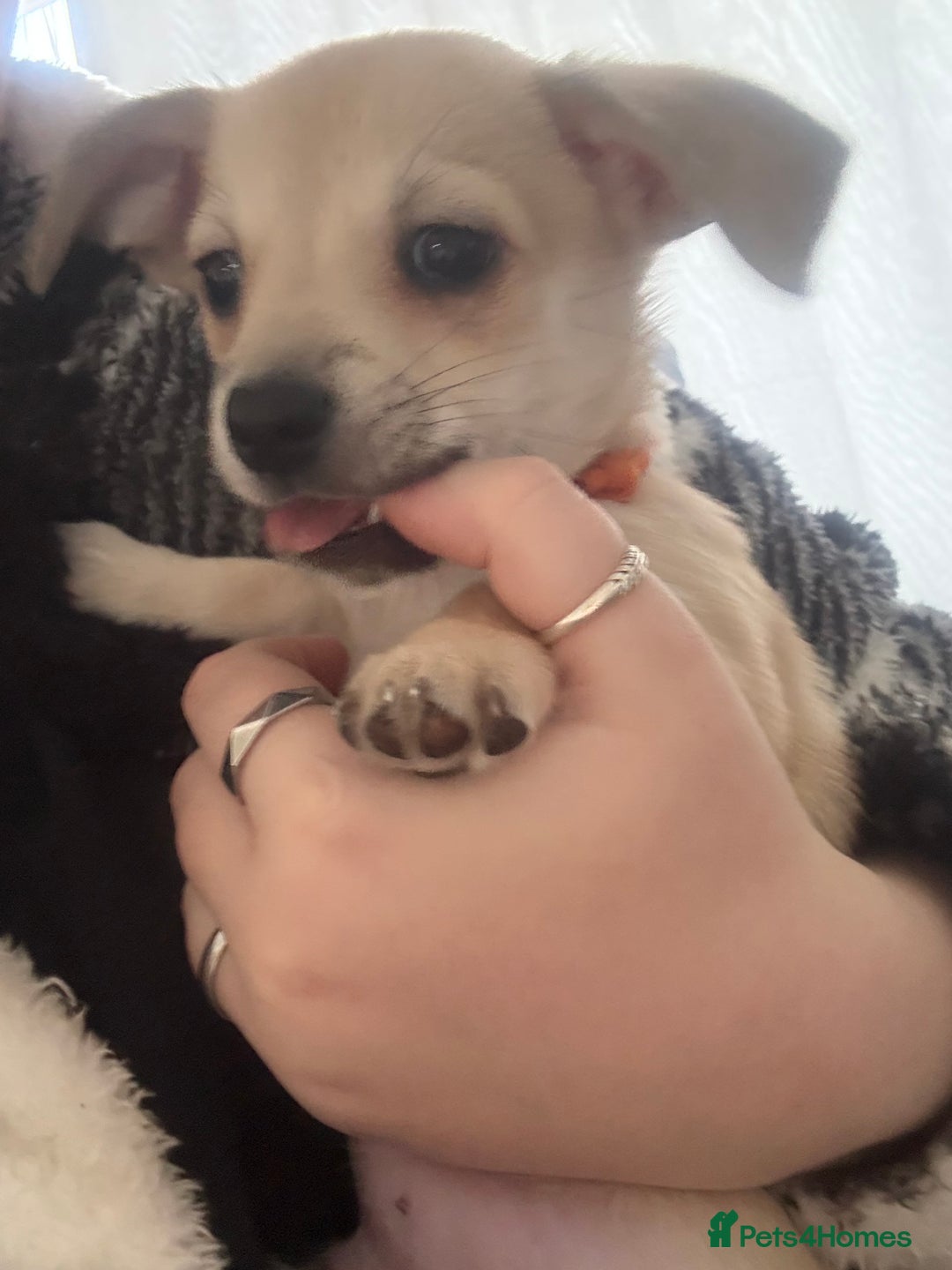 Chihuahua dogs for sale: Only 2 left! Chihuahua x Dachshund Puppies - Advert 9