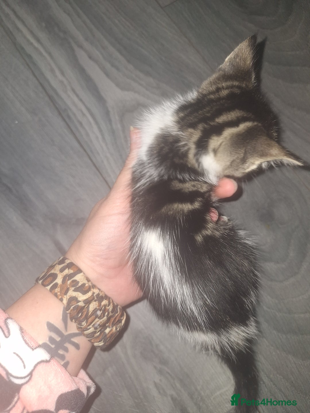 Domestic Shorthair cats for sale: Stunning kittens for sale. - Advert 12