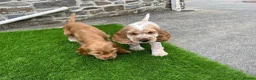Cocker Spaniel dogs for sale: KC HEALTH TESTED show type cocker ⭐️  in Llanybydder - Advert 4