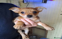Chorkie dogs for sale: Beautiful Chorkie Puppies - Image 2
