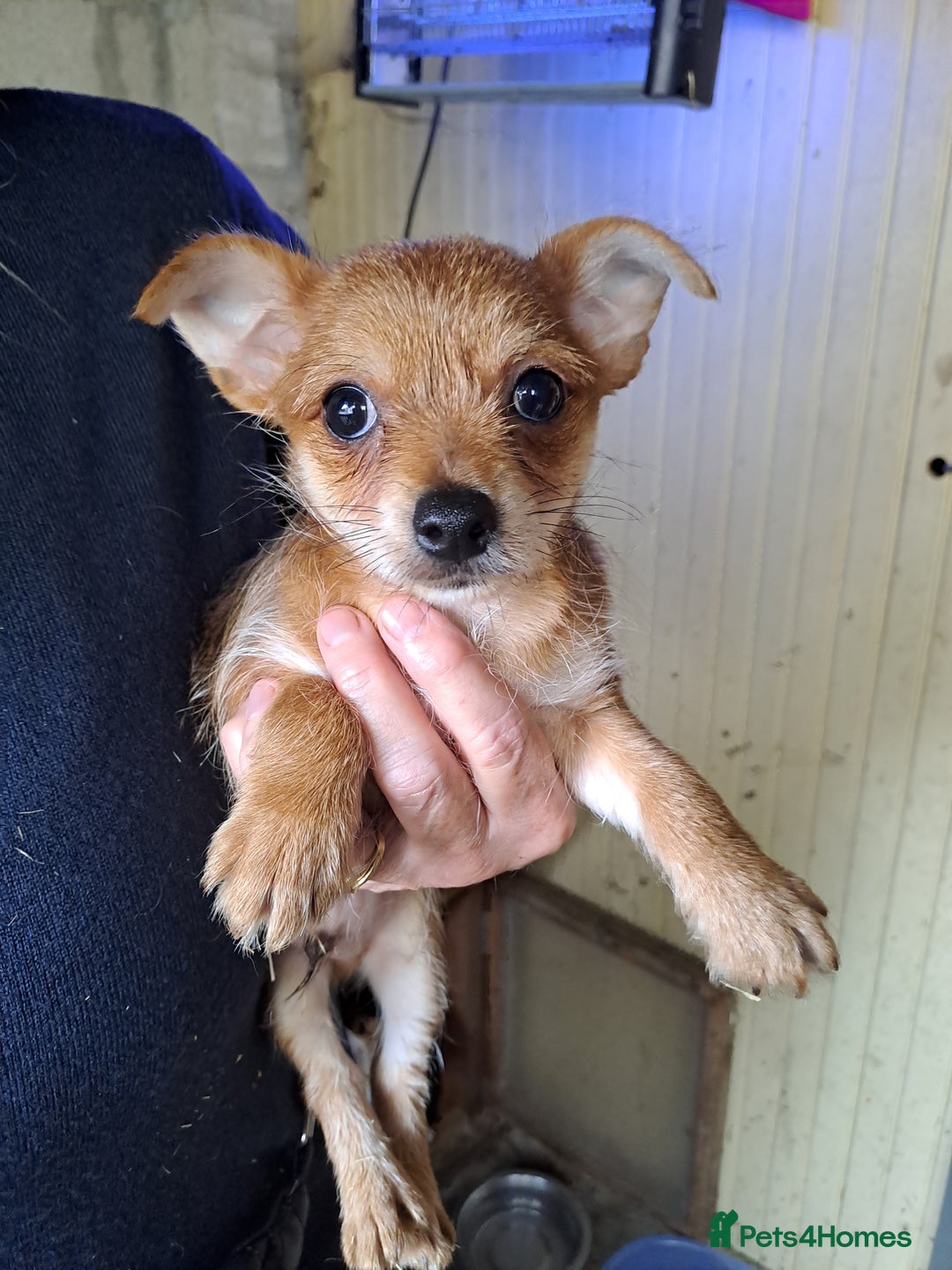 Chorkie dogs for sale: Beautiful Chorkie Puppies - Image 2