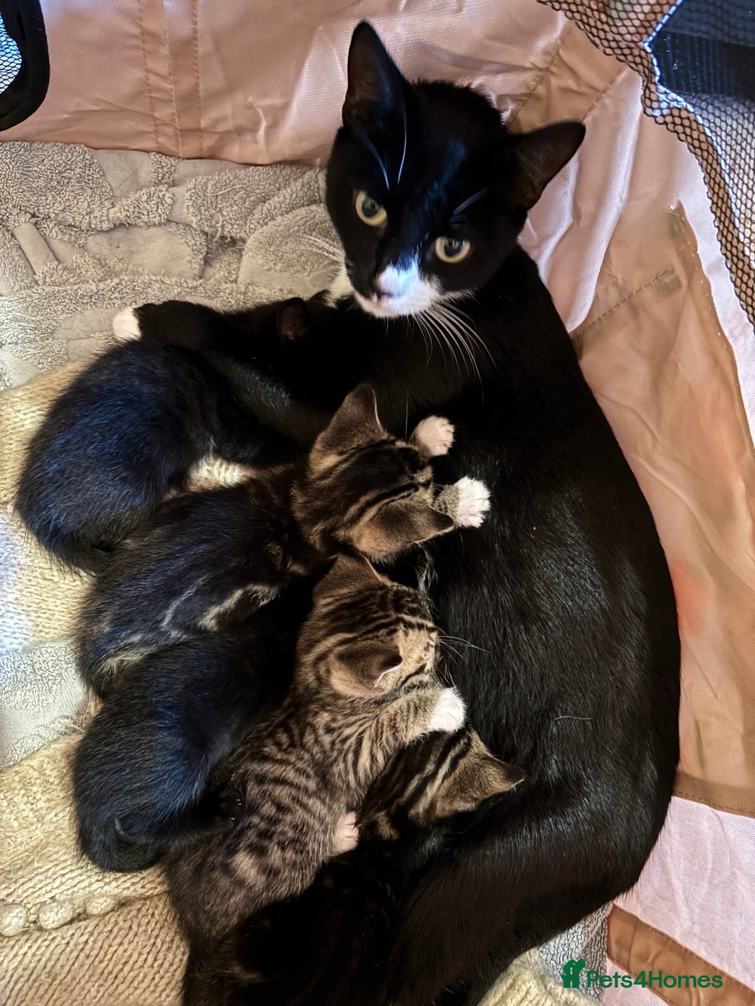 Mixed Breed cats for sale: Beautiful happy kittens ready for forever homes - Image 3