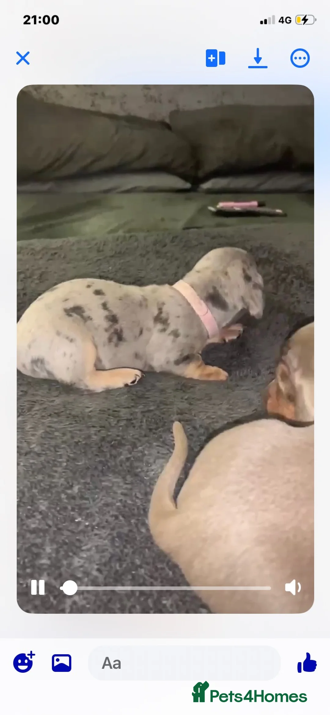 Miniature Dachshund dogs for sale: Blue Isabella dapple and Isabella and tan girls  in Walsall - Advert 2