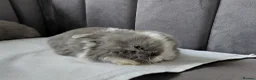 Mini Lop rabbits for sale: Gorgeous Baby Mini Lops for sale - Advert 8