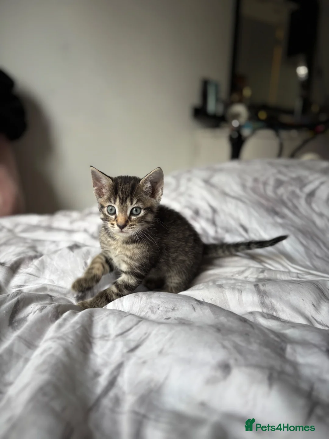 British Shorthair cats for sale: 4x MALE KITTENS - Ghost / Mackerel / Spotted Tabby - Advert 6