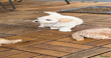 Maltipoo dogs - Advert 7