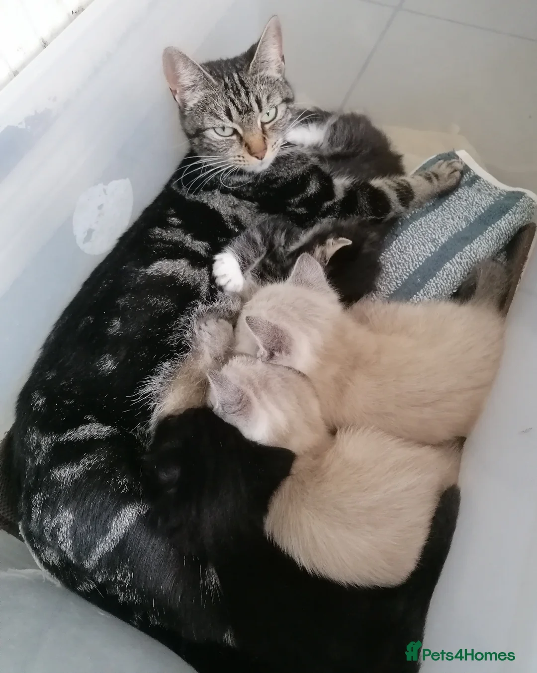 Mixed Breed cats for sale: 4 littles cuties :) - Advert 10