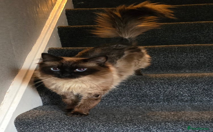 Maine Coon cats Mainecoon x ragdoll male cat  - Advert 1