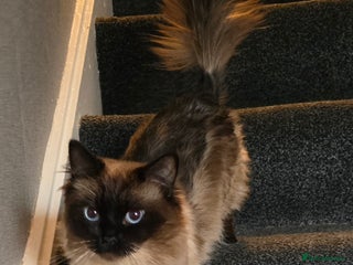 Maine Coon cats Mainecoon x ragdoll male cat - Advert 2