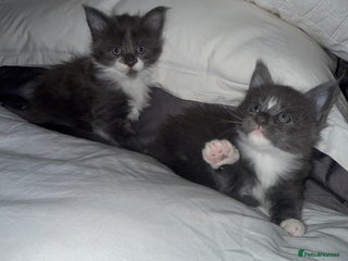 Maine Coon cats Stunning Maine Coon Litter Of Kittens Ready Now - Advert 10