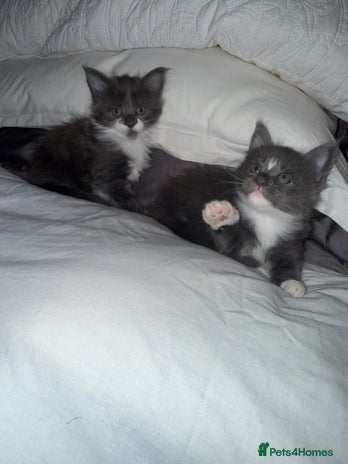 Maine Coon cats Stunning Maine Coon Litter Of Kittens Ready Now - Advert 13