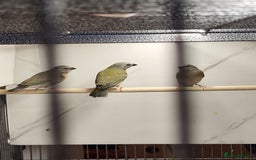 Finches birds for sale: Young Gouldian finches - Image 9