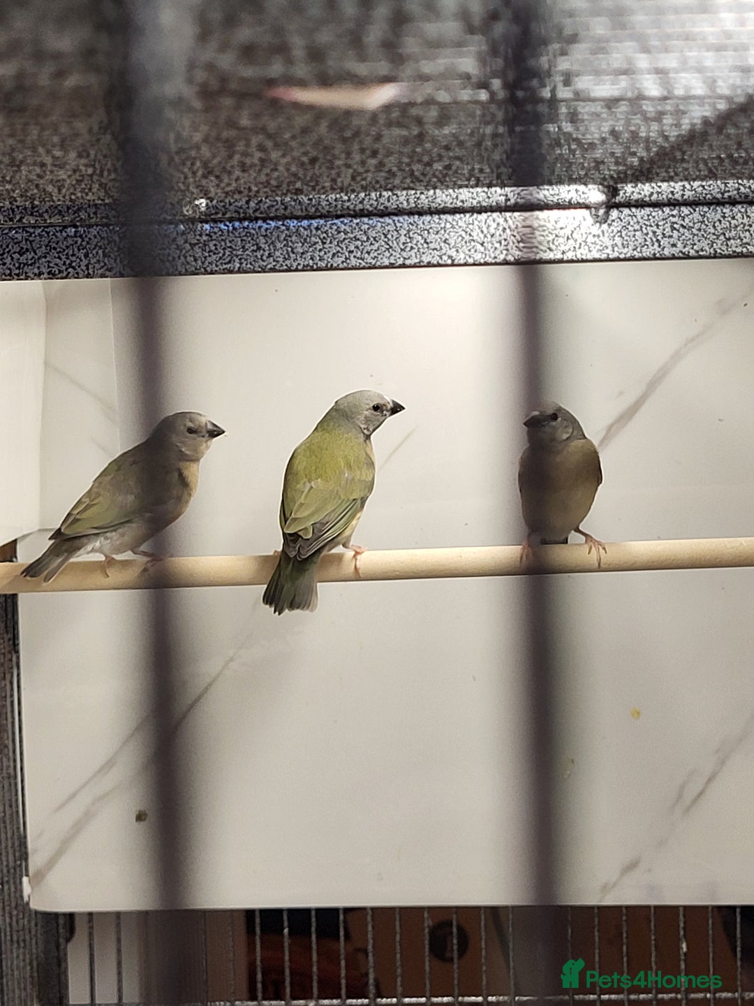 Finches birds for sale: Young Gouldian finches - Image 9