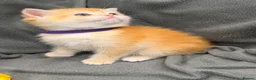British Shorthair cats for sale: ✨Golden British Shorthair kittens ✨ - Advert 18