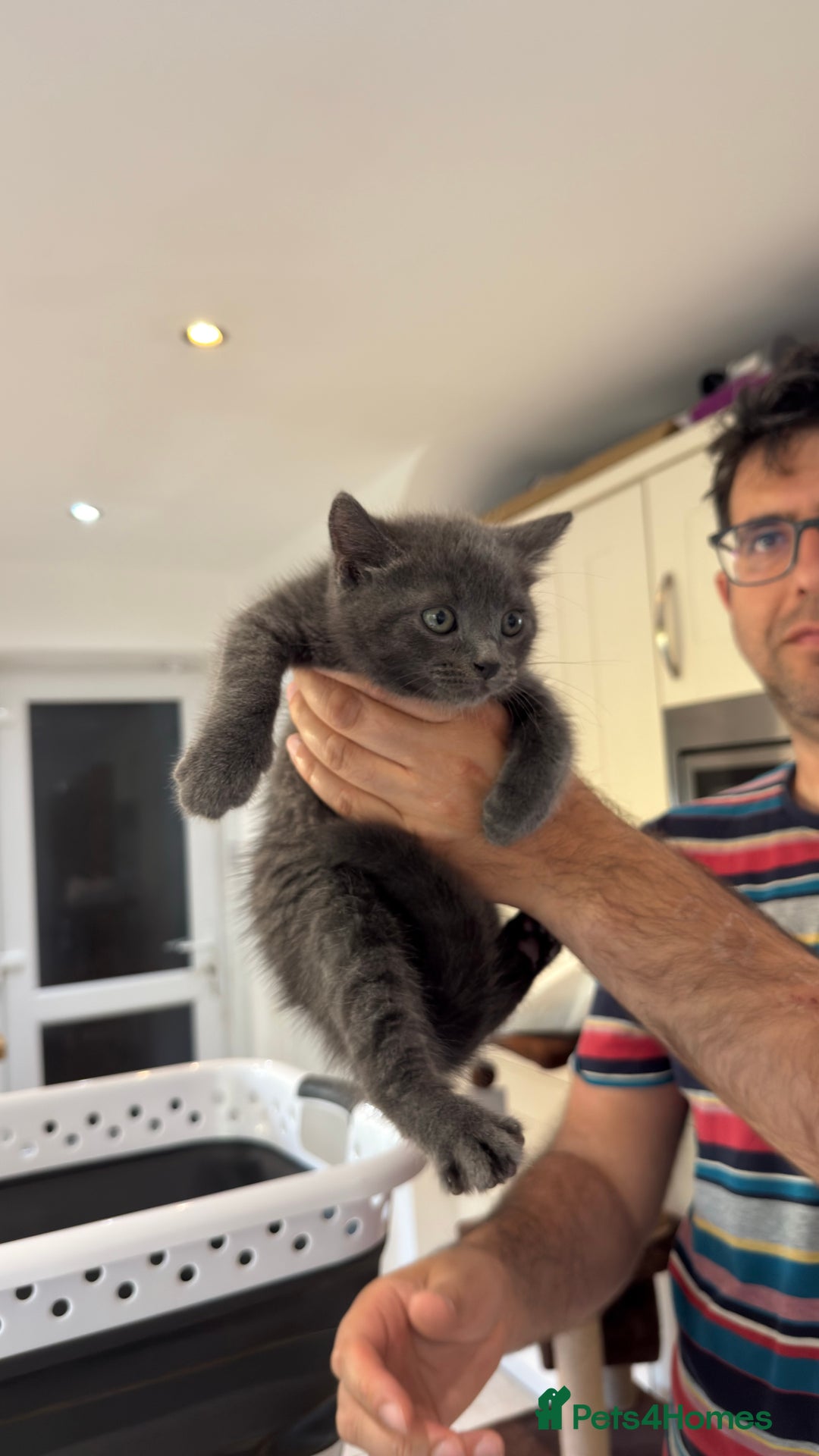 British Shorthair cats for sale: One female and one male British short hair kitten  - Image 6