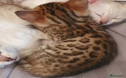 Bengal cats for sale: Pure Bengal kittens for sale - Image 7