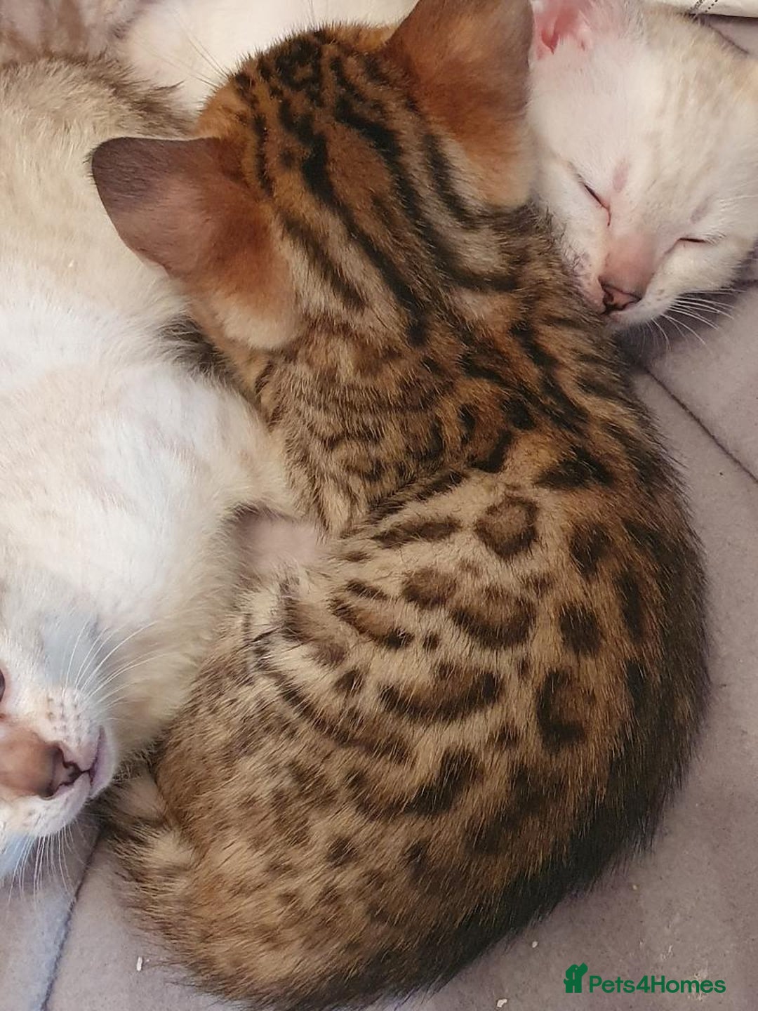 Bengal cats for sale: Pure Bengal kittens for sale - Image 7