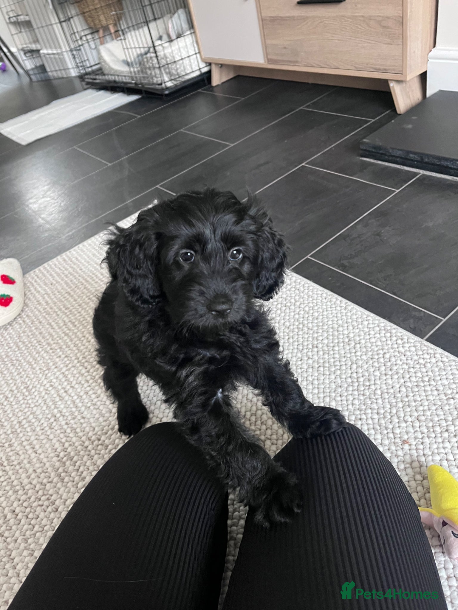 Cockapoo dogs Cockapoo  - Advert 1