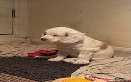 Clumber Spaniel dogs for sale: KC Working Clumber Spaniel - 2 boys available  - Image 11