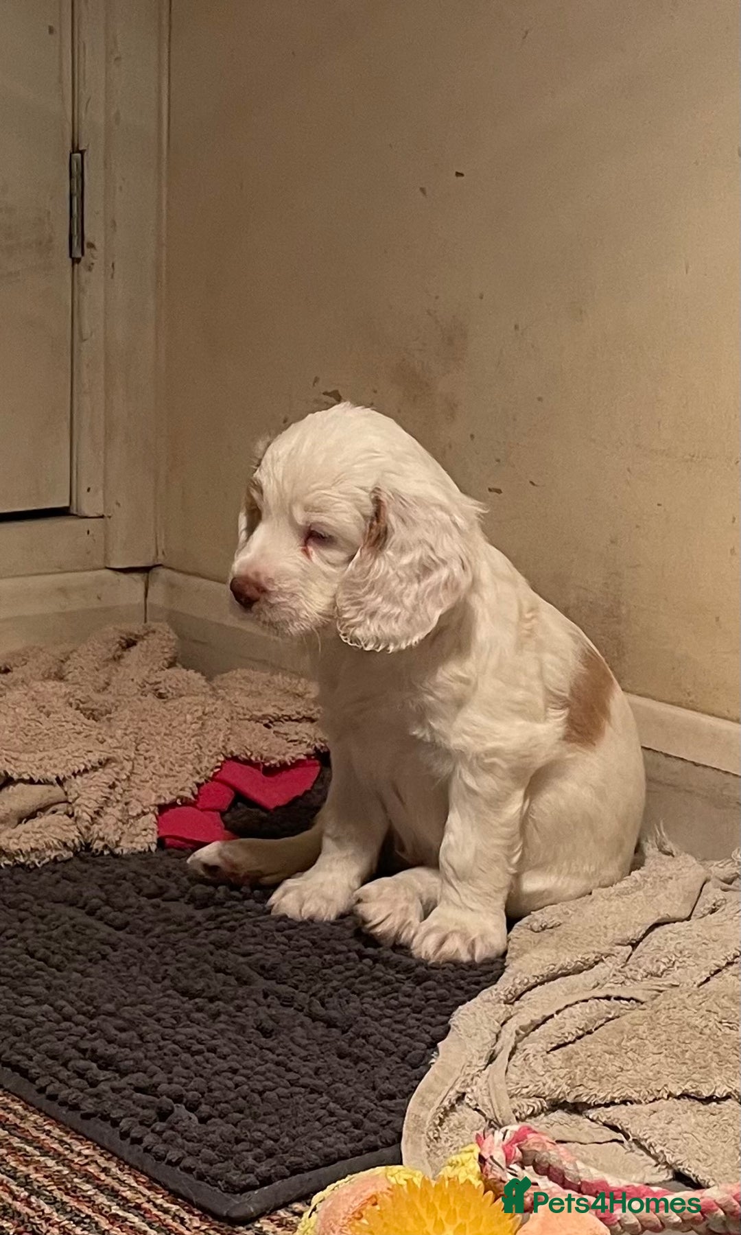 Clumber Spaniel dogs for sale: KC Working Clumber Spaniel - 2 boys available  - Image 11