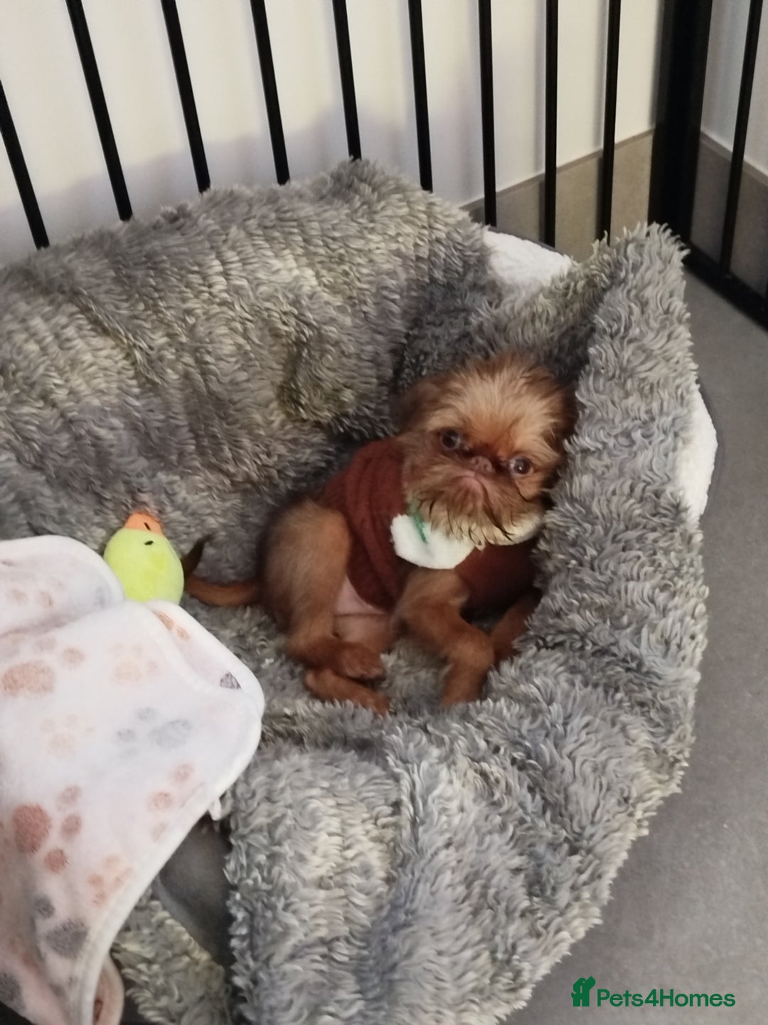 Griffon Bruxellois dogs for sale: Cute Female Griffon  - Advert 13