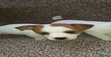Jack Russell dogs - Advert 14