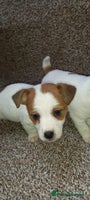 Jack Russell dogs - Advert 3