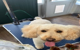 Cockapoo dogs for sale: Beautiful F1 Cockapoos  - Image 15
