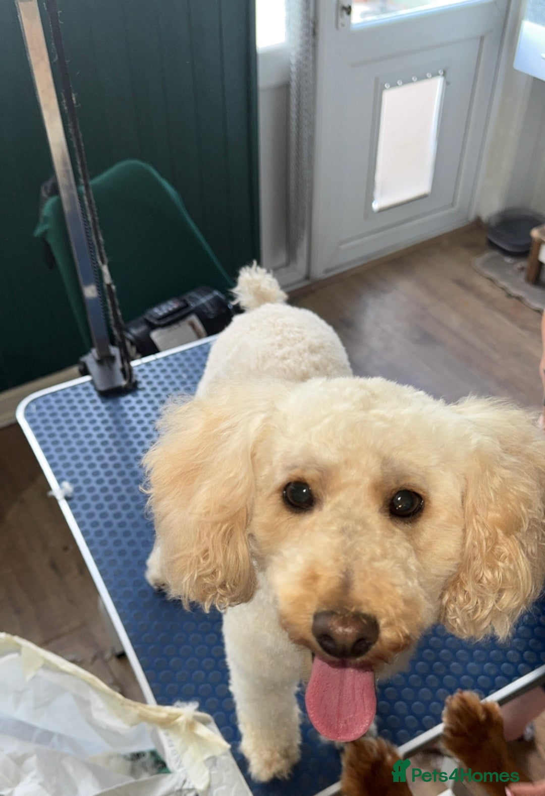 Cockapoo dogs for sale: Beautiful F1 Cockapoos  - Image 15
