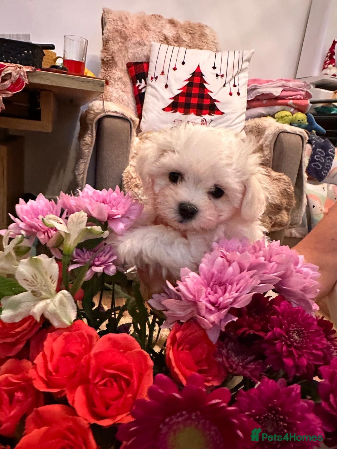 Maltese dogs for sale:  Beautiful maltese - Advert 34