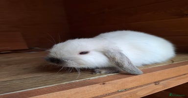 Mini Lion Lop rabbits - Advert 4