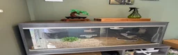 Hermann Tortoise reptiles for sale: 2020 Hermann's tortoise + Full Setup, Vet Checked - Advert 3