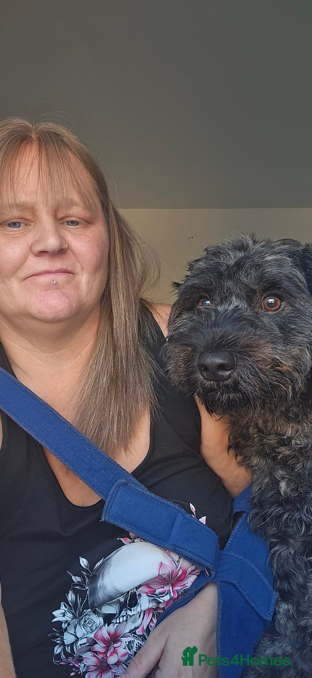 Mixed Breed dogs for sale: Male yorkipoo  - Advert 2