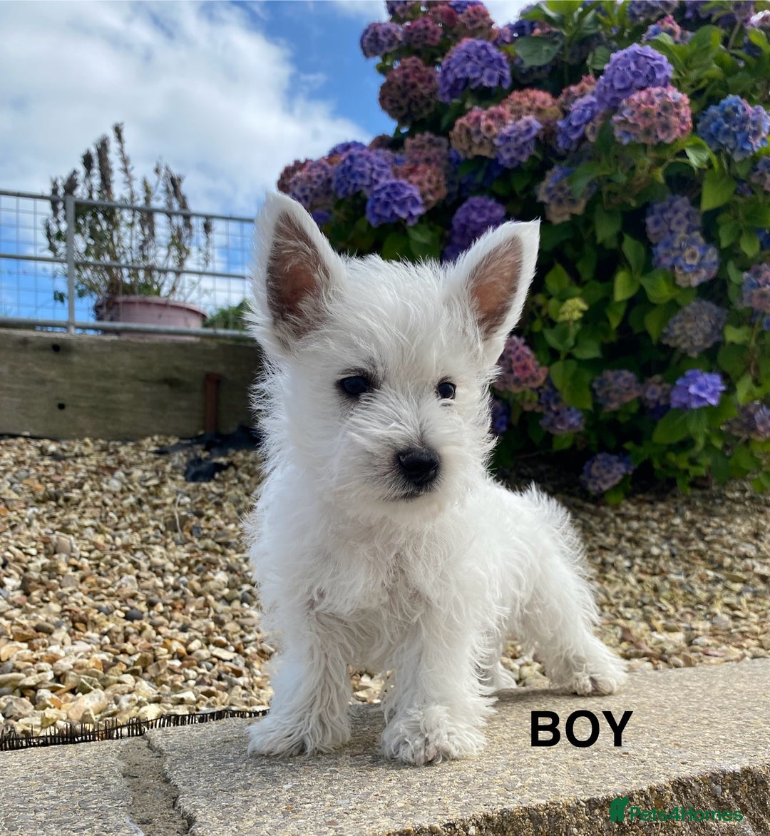 Wigton Westie Puppies For Sale Kennel Club Westdrew Westies Star