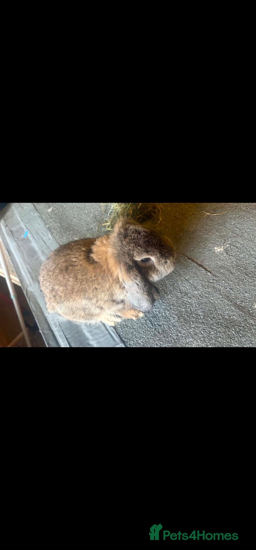 French Lop rabbits Agouti French lop Doe - Advert 1