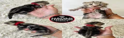 Bengal cats for sale: 🌈 BENGAL KITTENS FOR SALE! 🌈 🩷❤️🧡💛💚🩵 - Advert 9