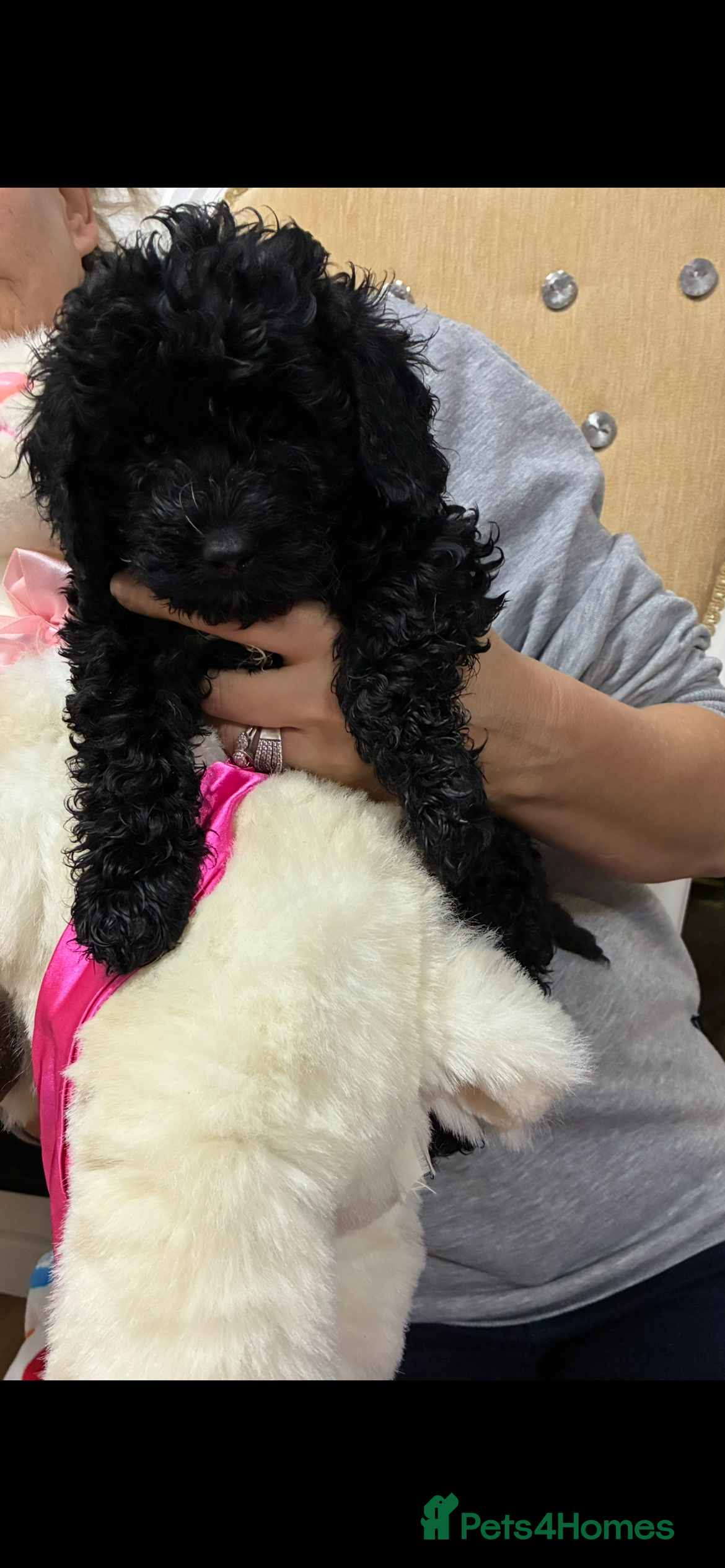 Cockapoo dogs Beautiful toy cockapoo 1 boy - Advert 15