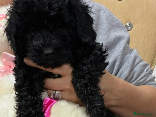 Cockapoo dogs Beautiful toy cockapoo 1 boy - Advert 15