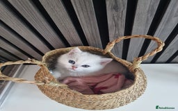 British Shorthair cats for sale: GCCF Chunky Silver tipped health tested parents - Image 10